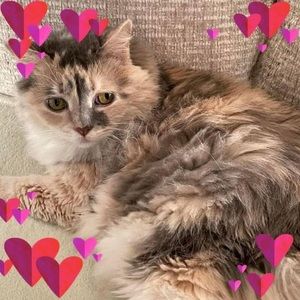 Meet your Posher, Diana